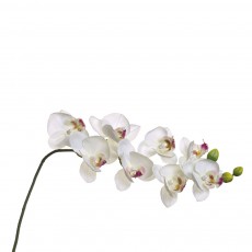 Орхидея белая 