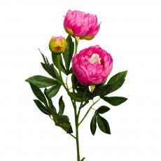 Цветок Пион розовый