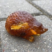 Ёжик Янтарный