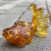 Золотая рыбка Янтарная 